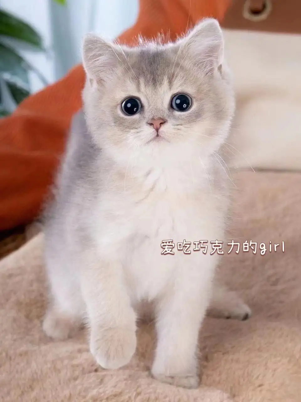 蓝渐层猫是什么品种(蓝渐层猫是什么品种图片)