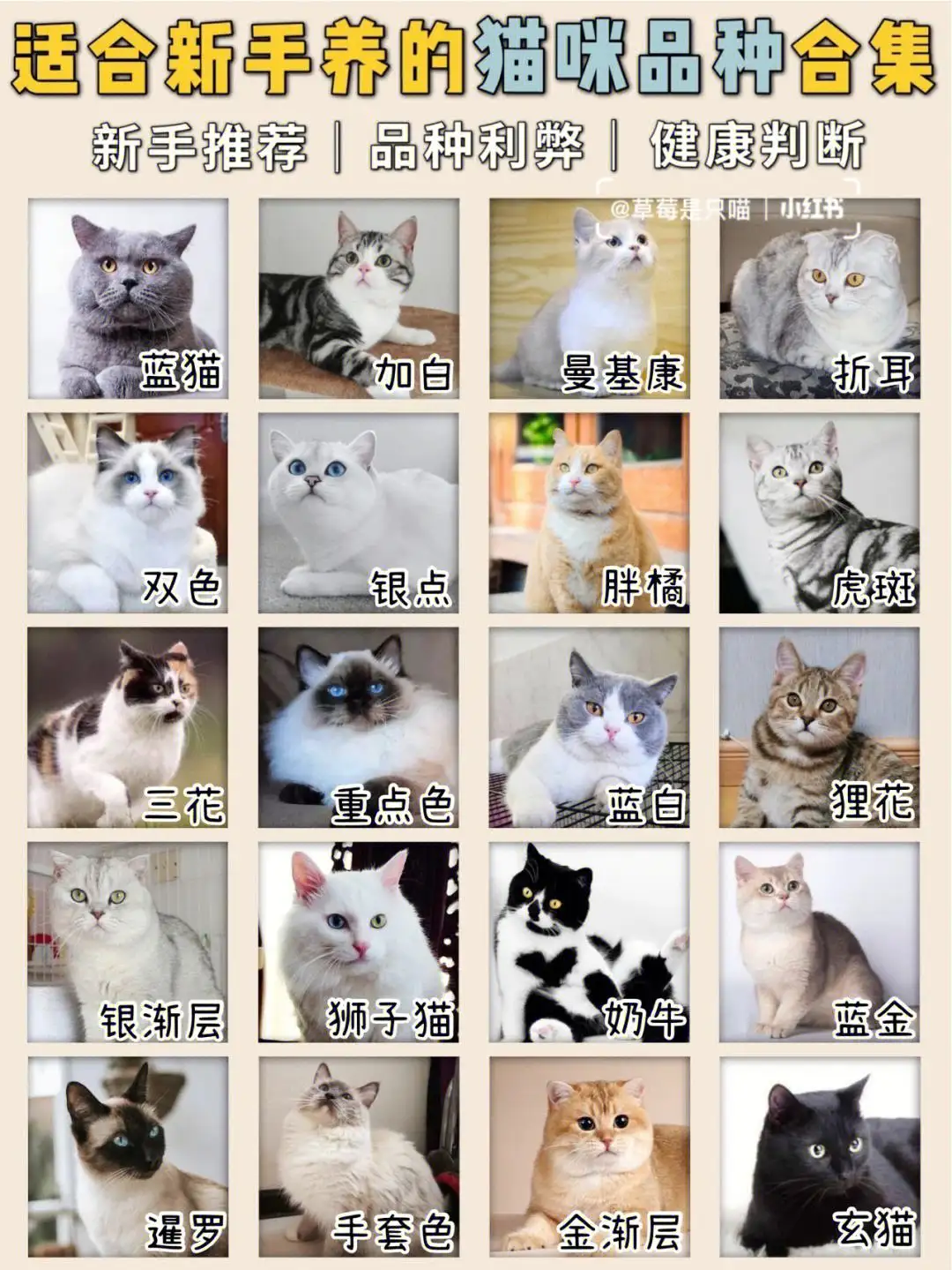 猫品种排行榜前十名(最好的猫排行榜前十名)