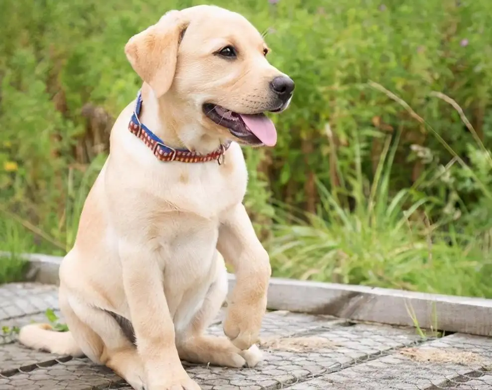 拉布拉多犬好(拉布拉多犬好不好养)