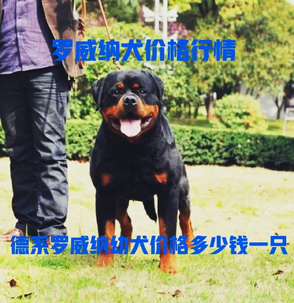 犬一般多少钱(柴犬一般多少钱一只)