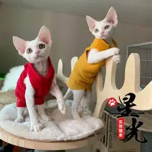 柯尼斯卷毛猫和德文哪个好(柯尼斯卷毛猫和德文哪个好养)