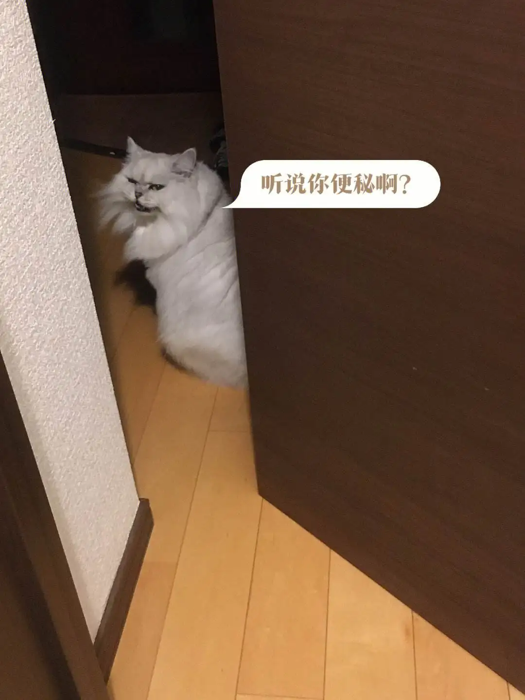 猫猫便秘是怎么回事(猫咪便秘很严重怎么办)