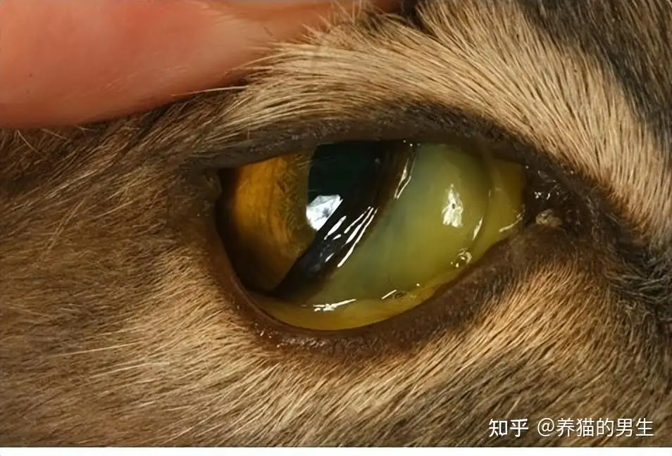 猫传腹能治吗(猫传腹可以治好么)