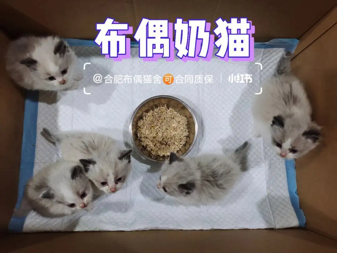 如何买布偶猫(如何买布偶猫便宜)