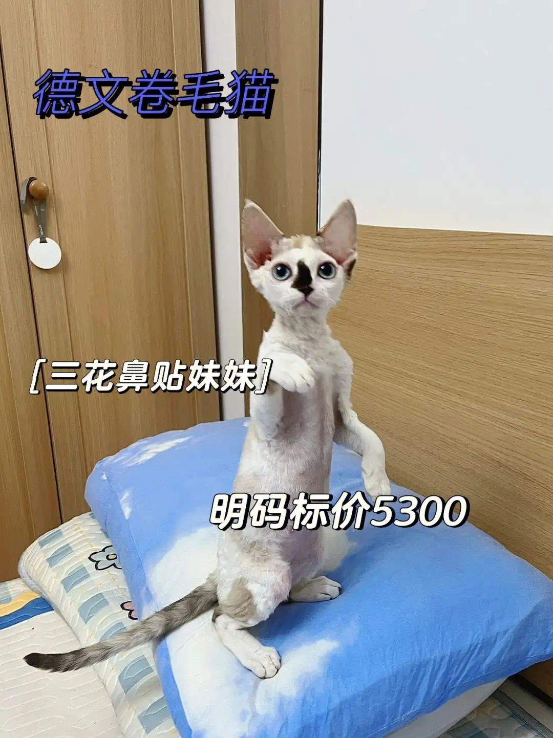 德文卷毛猫价格(德文卷毛猫价格棕色)