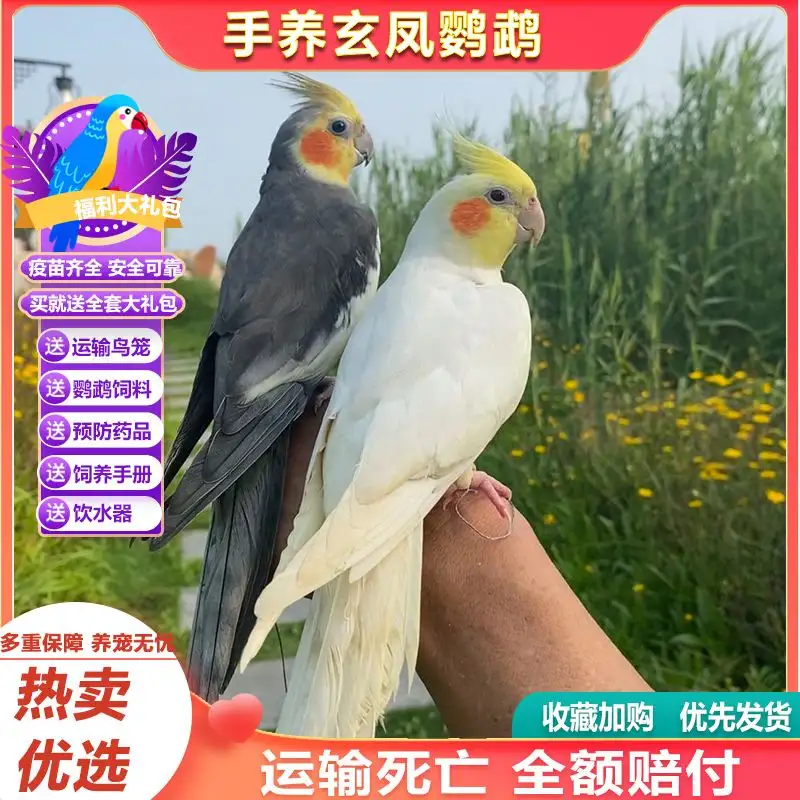 一只玄凤鹦鹉怎么养(一只玄凤鹦鹉怎么养好)