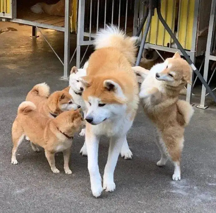 日本国狗是秋田还是柴犬(日本秋田犬价格多少钱一只)