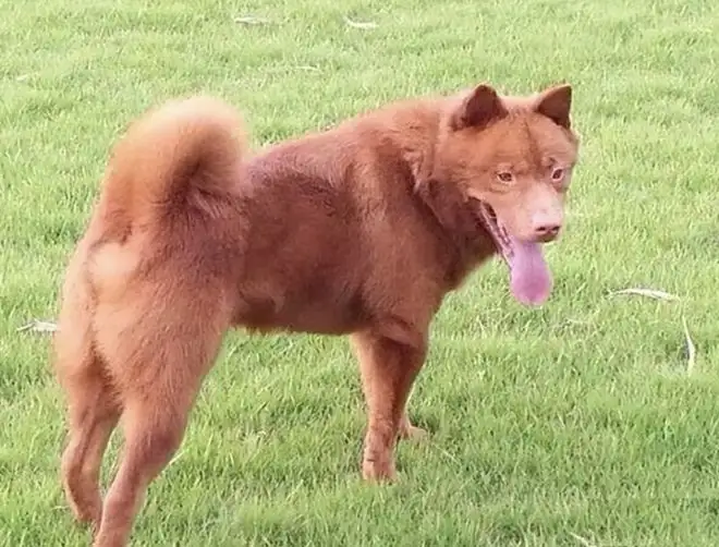 中华田园犬凶吗(好看的中华田园犬)