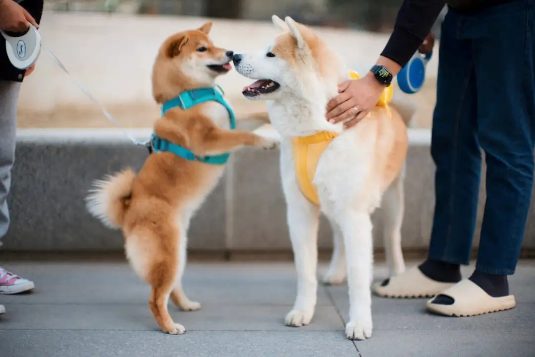 日本国狗是秋田还是柴犬(日本秋田犬价格多少钱一只)