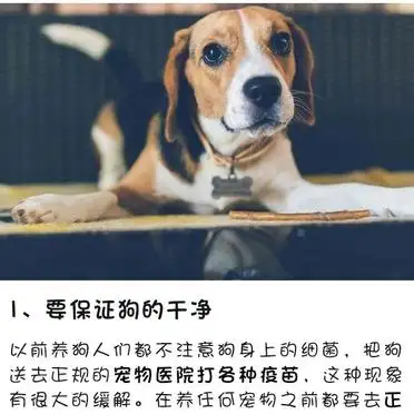 狗一般养多久可以怀孕(狗养几个月就可以怀孕了?)