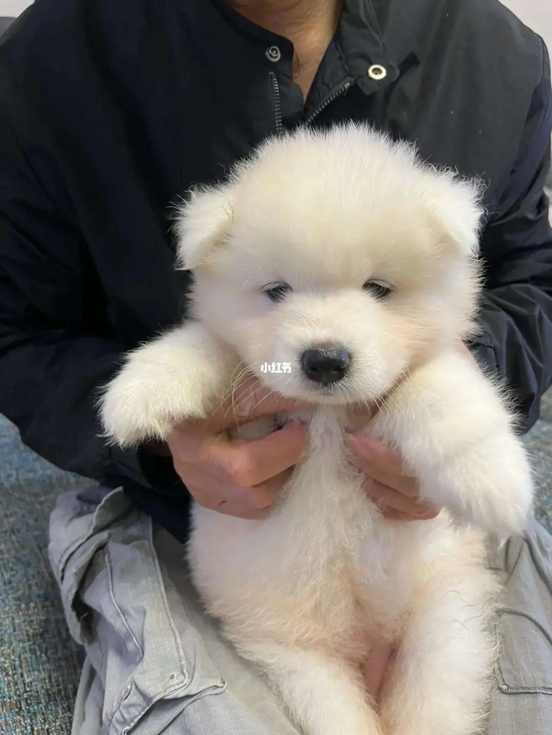 两个月的萨摩耶犬多少钱(两个月的萨摩耶犬多少钱一只幼犬)