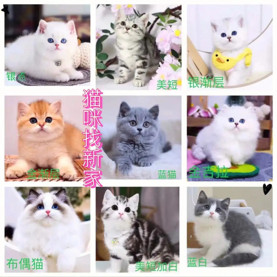 猫咪的品种及价格表(猫咪的品种及价格表图片)