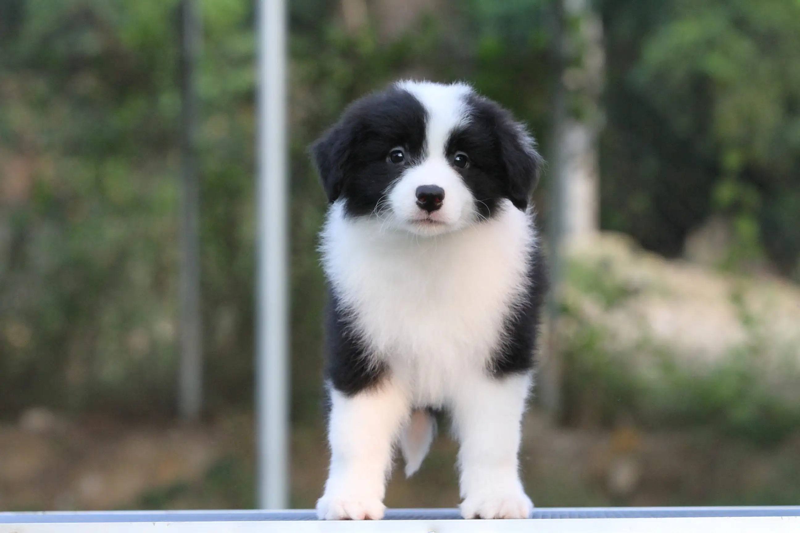 边境牧羊犬是大型犬吗(边境牧羊犬是大型犬吗图片)