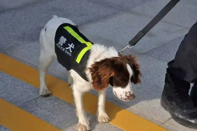 缉毒犬小型犬(小型缉毒犬种类)