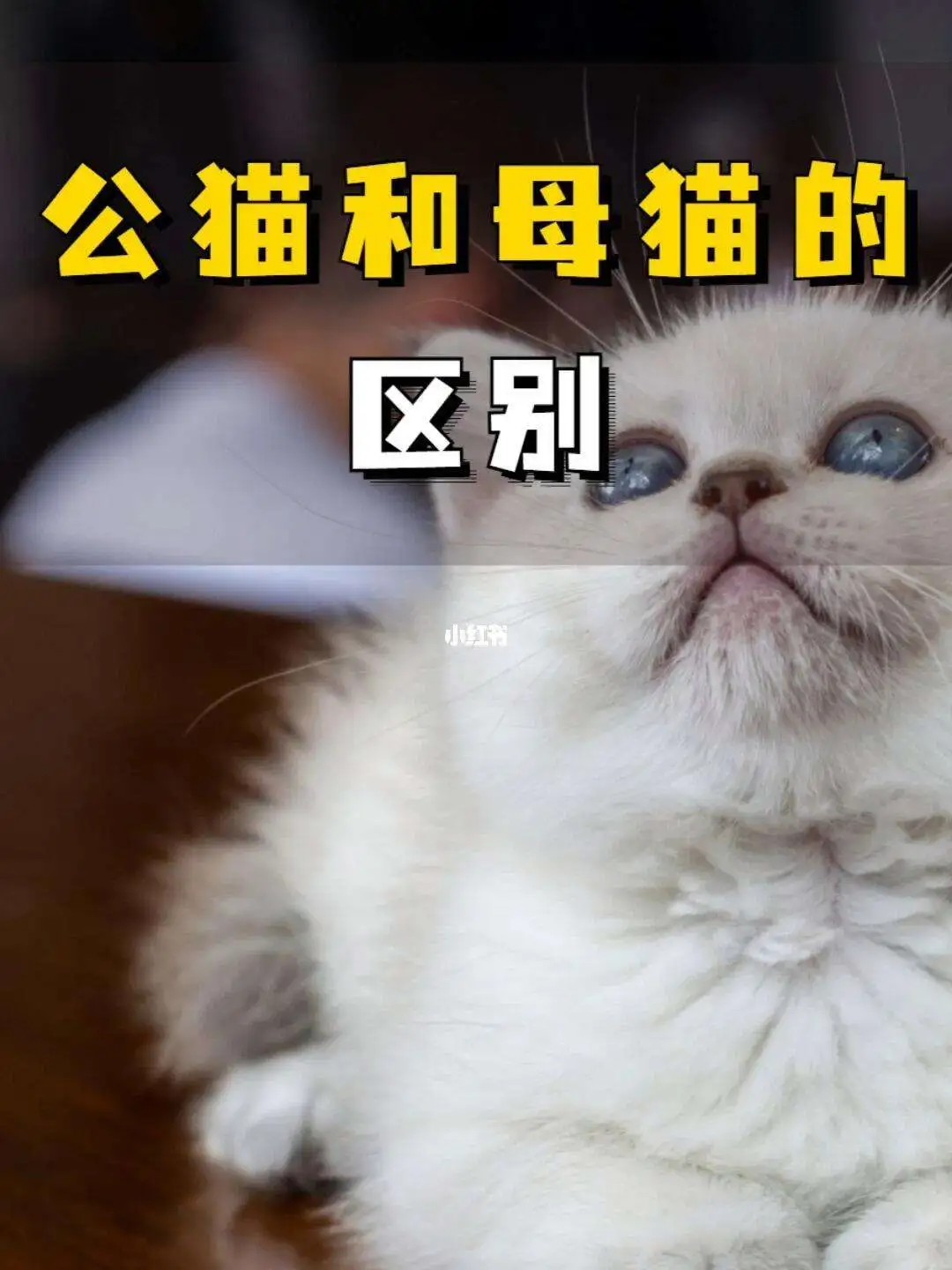 公猫好养还是母猫(公猫好养还是母猫好养)