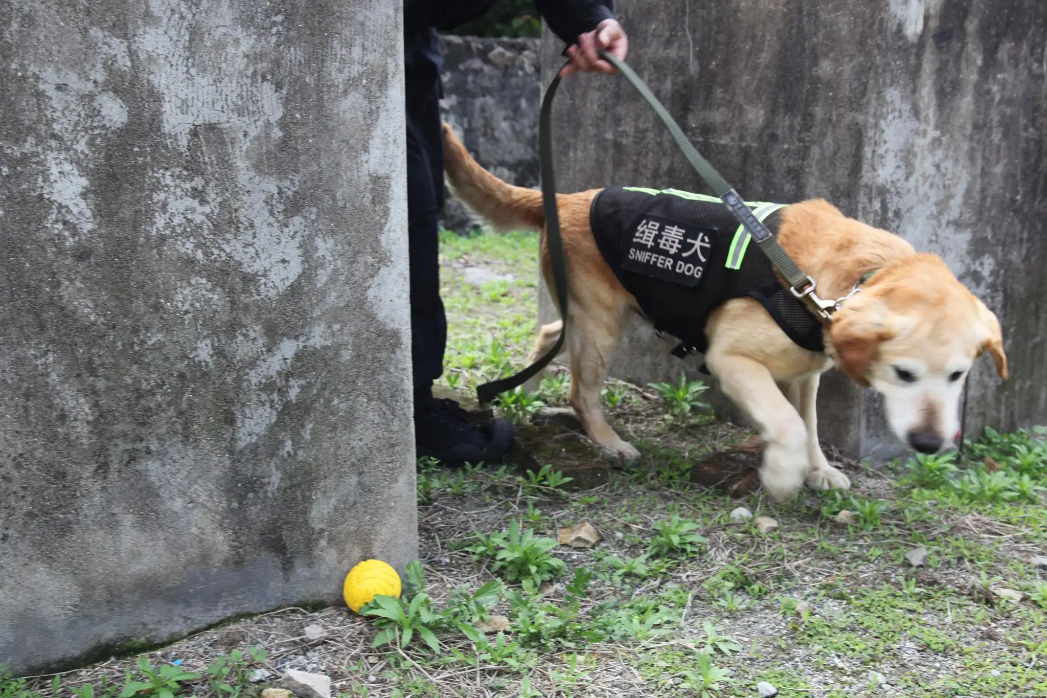 缉毒犬小型犬(小型缉毒犬种类)