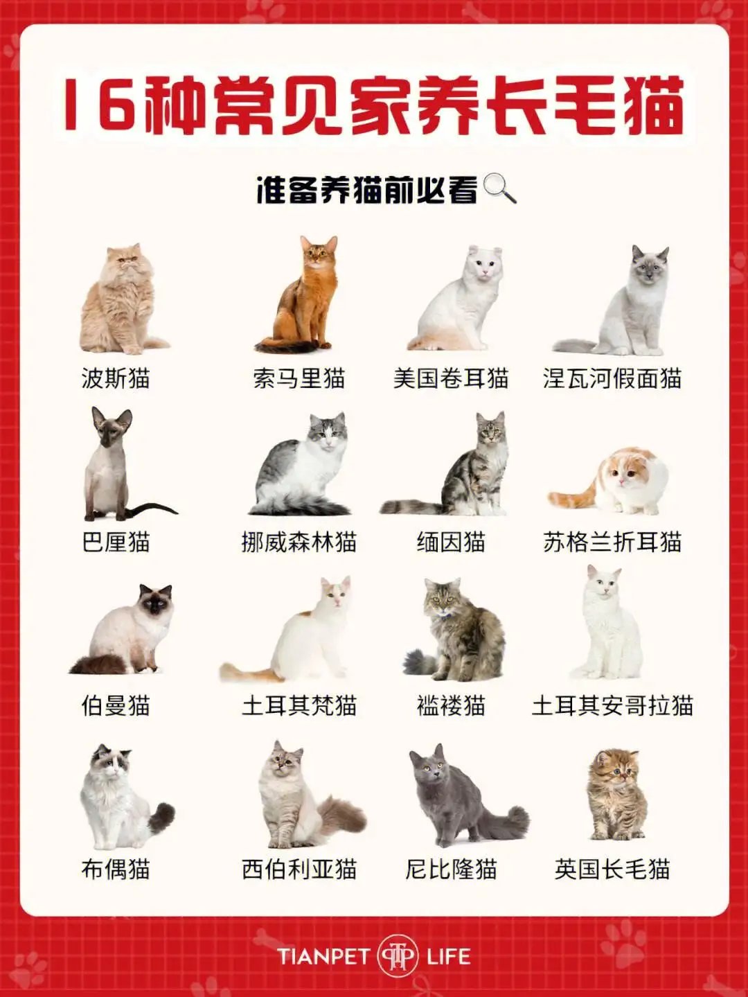 猫咪的品种及价格表(猫咪的品种及价格表图片)