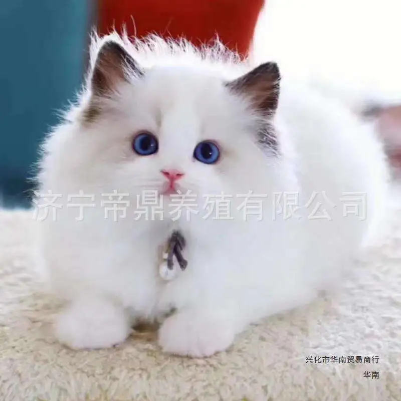 双色布偶猫多少钱一(双色布偶猫多少钱一只)