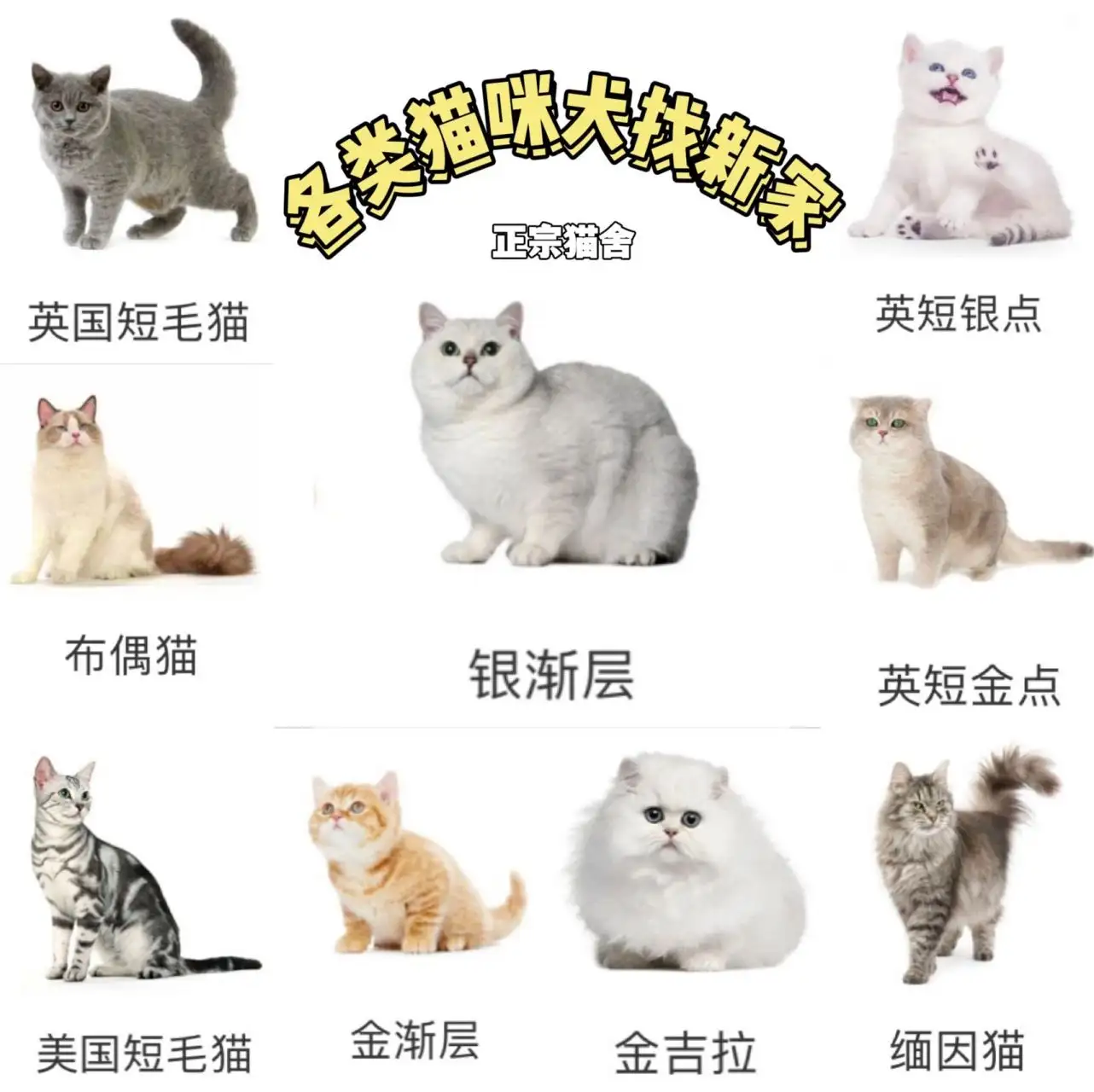 蓝猫英短猫多少钱一只(市面上英短蓝猫多少钱一只)