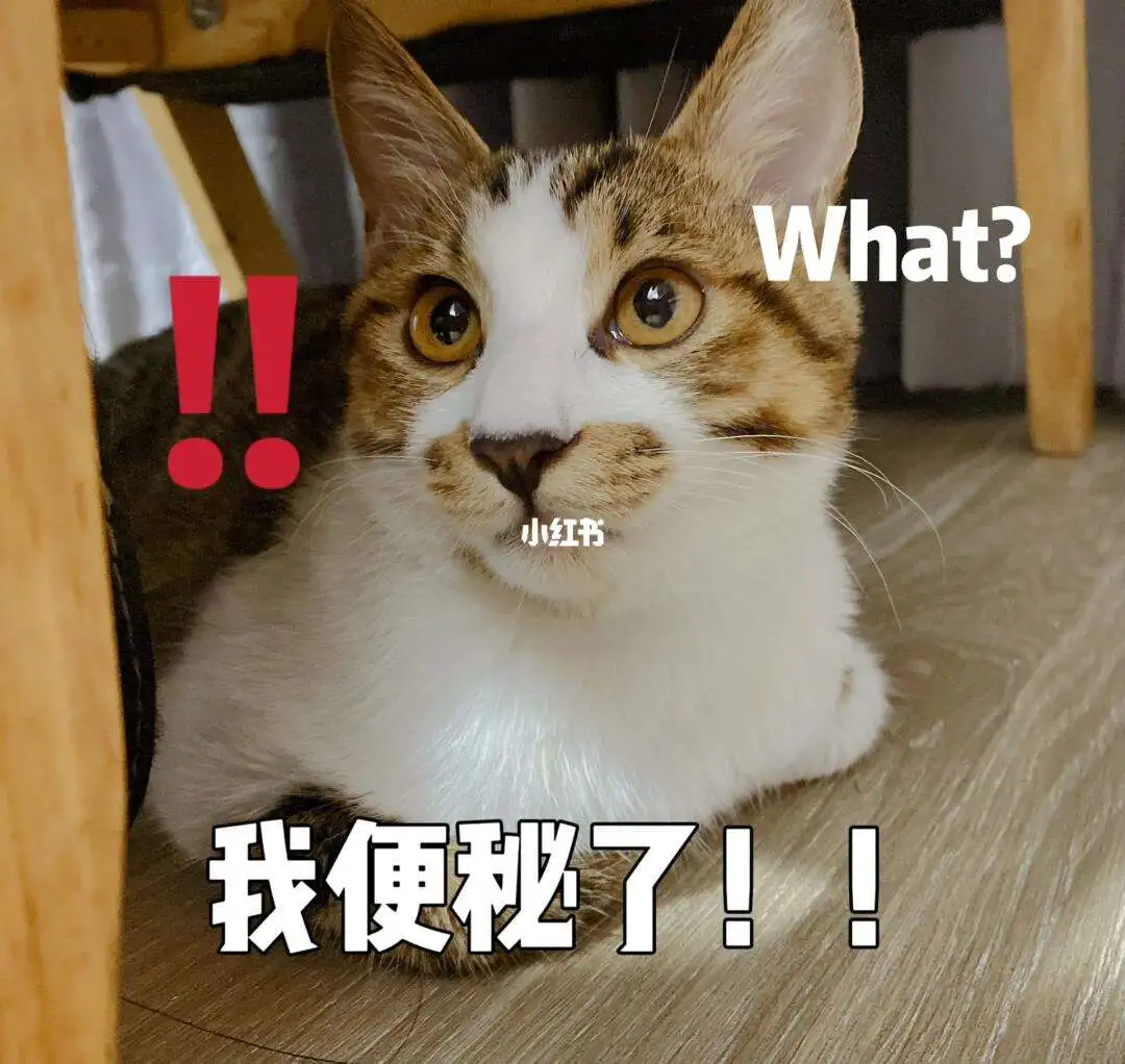 小猫会便秘吗(小猫会便秘吗为什么)