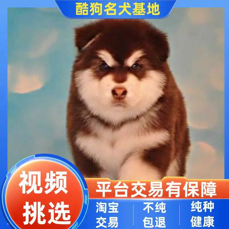 灰桃阿拉斯加犬(灰桃阿拉斯加犬图片)