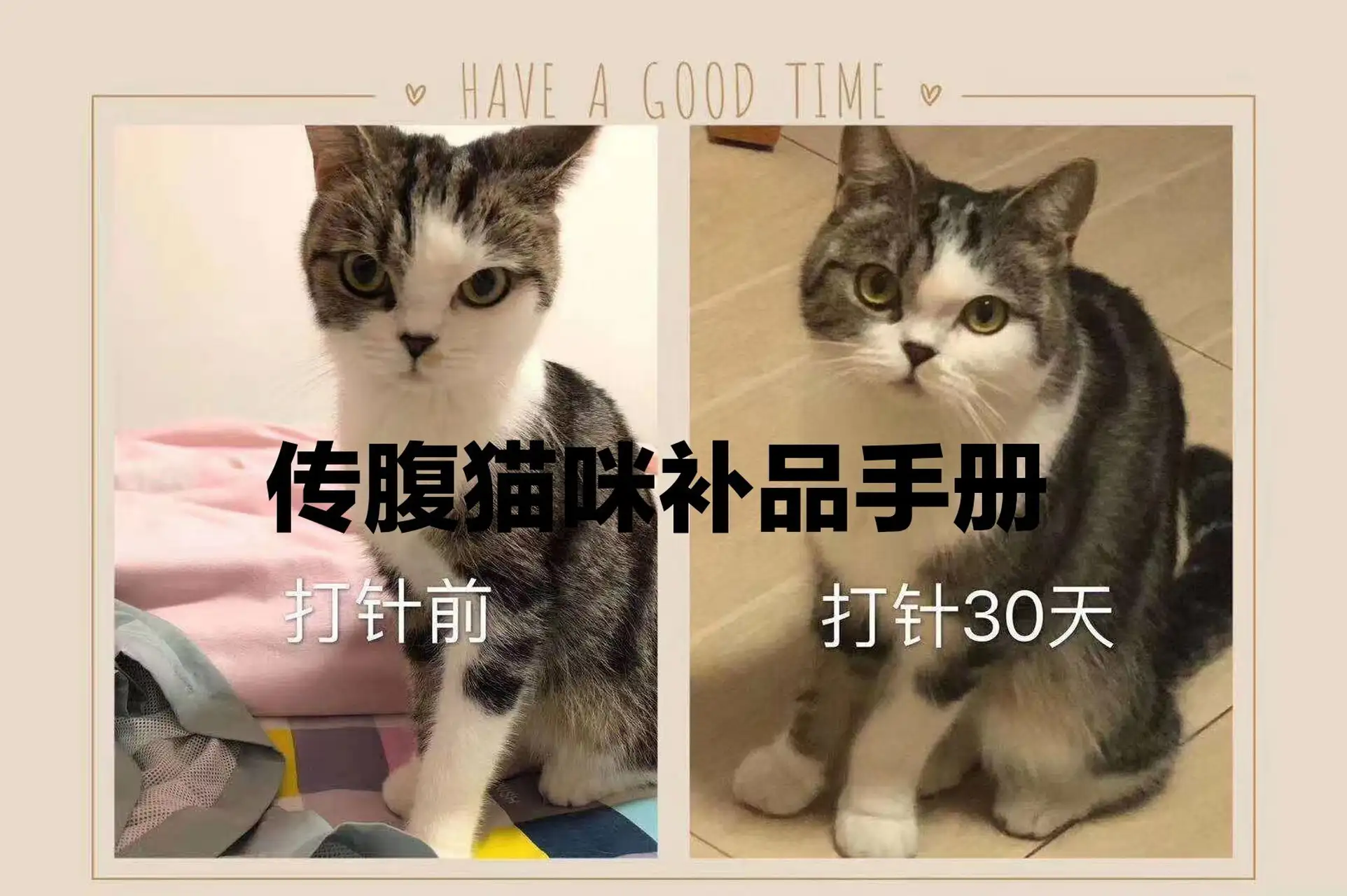 猫传腹能治吗(猫传腹可以治好么)