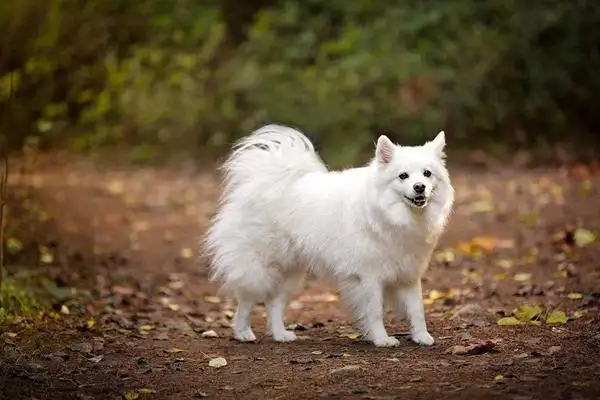 像狐狸的小型犬(像狐狸的小型犬是什么品种)