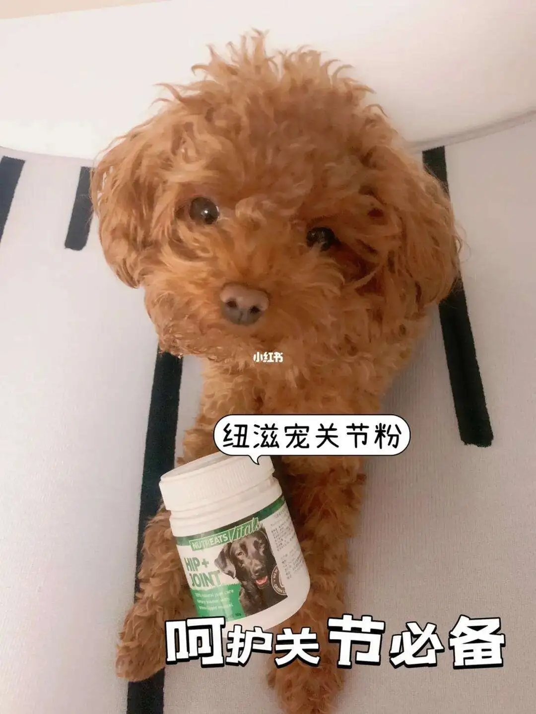 小型犬髌骨(小型犬髌骨脱位是遗传吗)