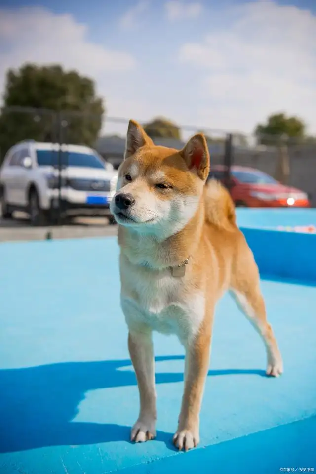 秋田犬和柴犬是日本狗吗(日本秋田犬价格多少钱一只)