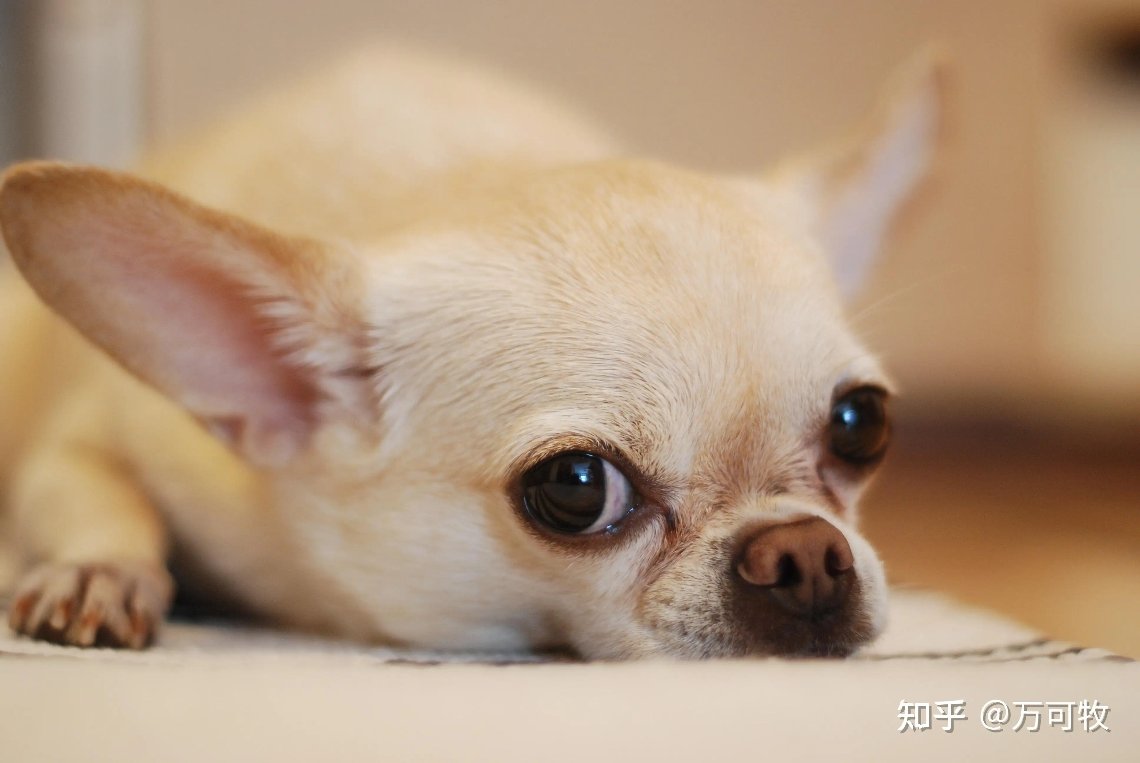 优秀小型犬(小型犬排名好一点十名以上)