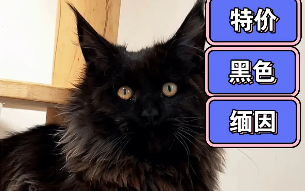 缅因猫黑色价格(缅因猫各种花色价格)