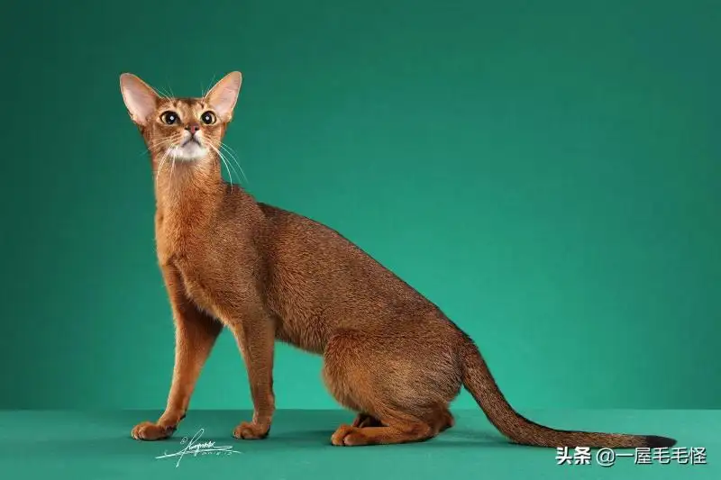 一只阿比西尼亚猫多少钱(纯种阿比西尼亚猫多少钱一只?)