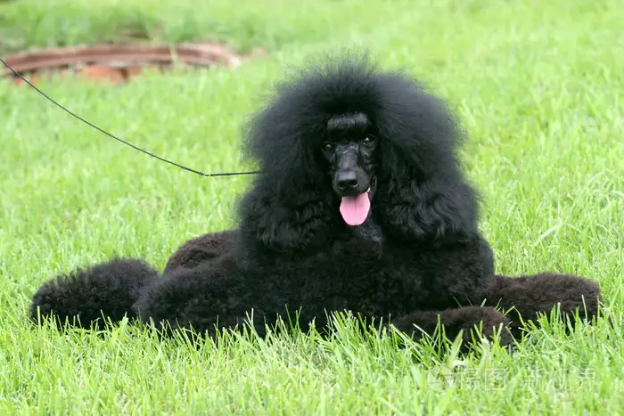 卷毛中型犬(卷毛中型犬有哪些)