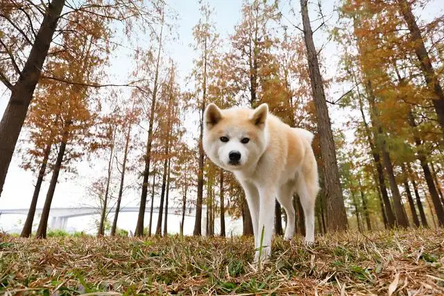 秋田犬和柴犬是日本狗吗(日本秋田犬价格多少钱一只)