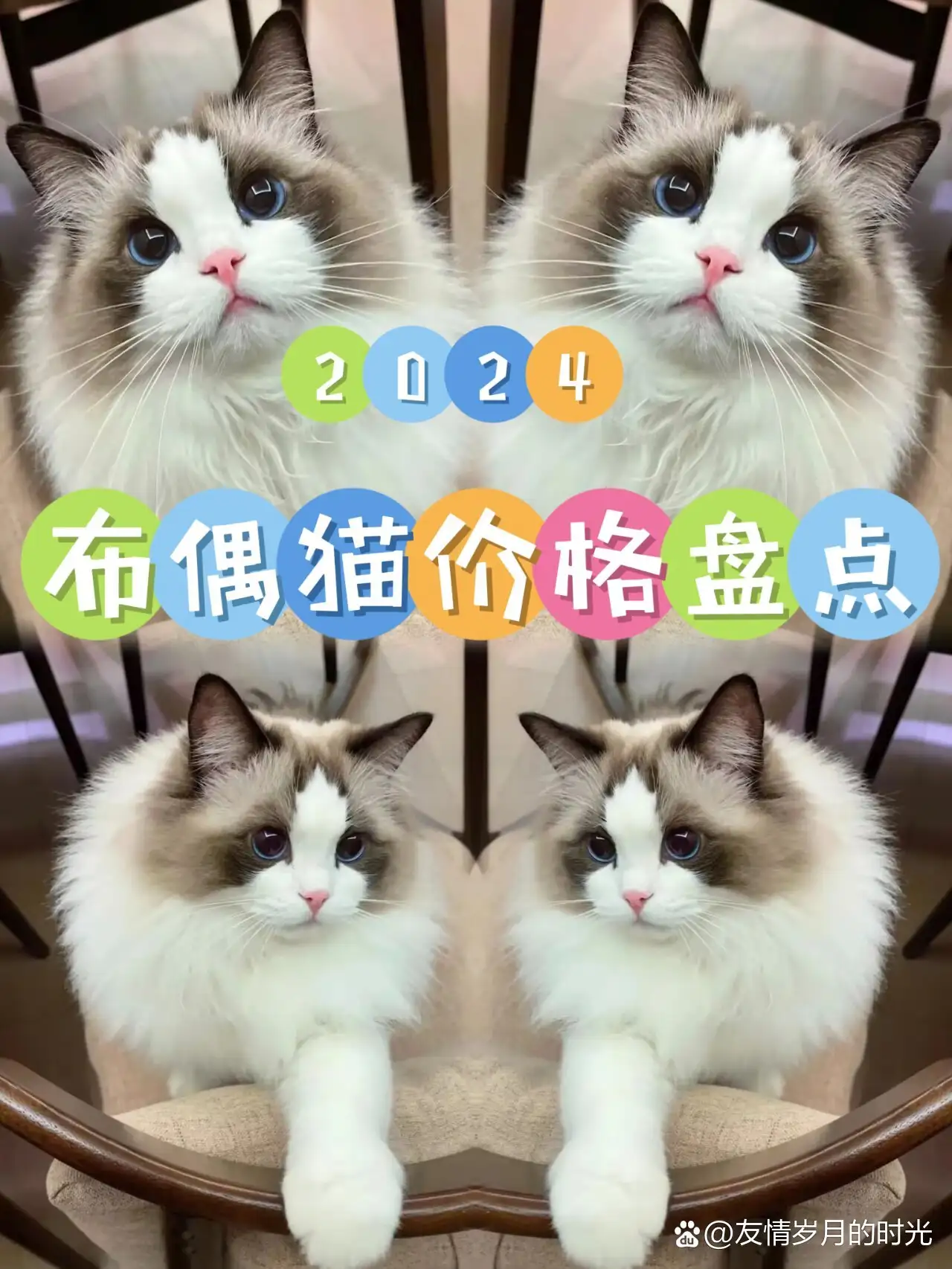 布偶猫猫仔多少钱一只(布偶猫多少钱一只纯种幼崽)