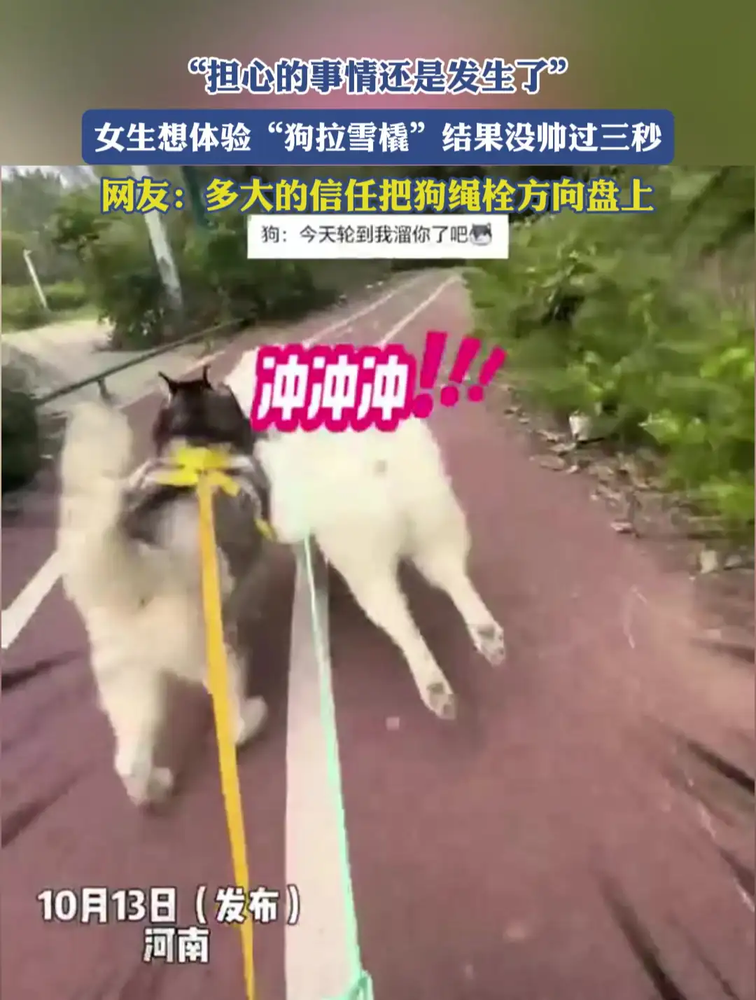 一只小萨摩耶犬狗多少钱(一只萨摩耶幼犬大概多少钱)