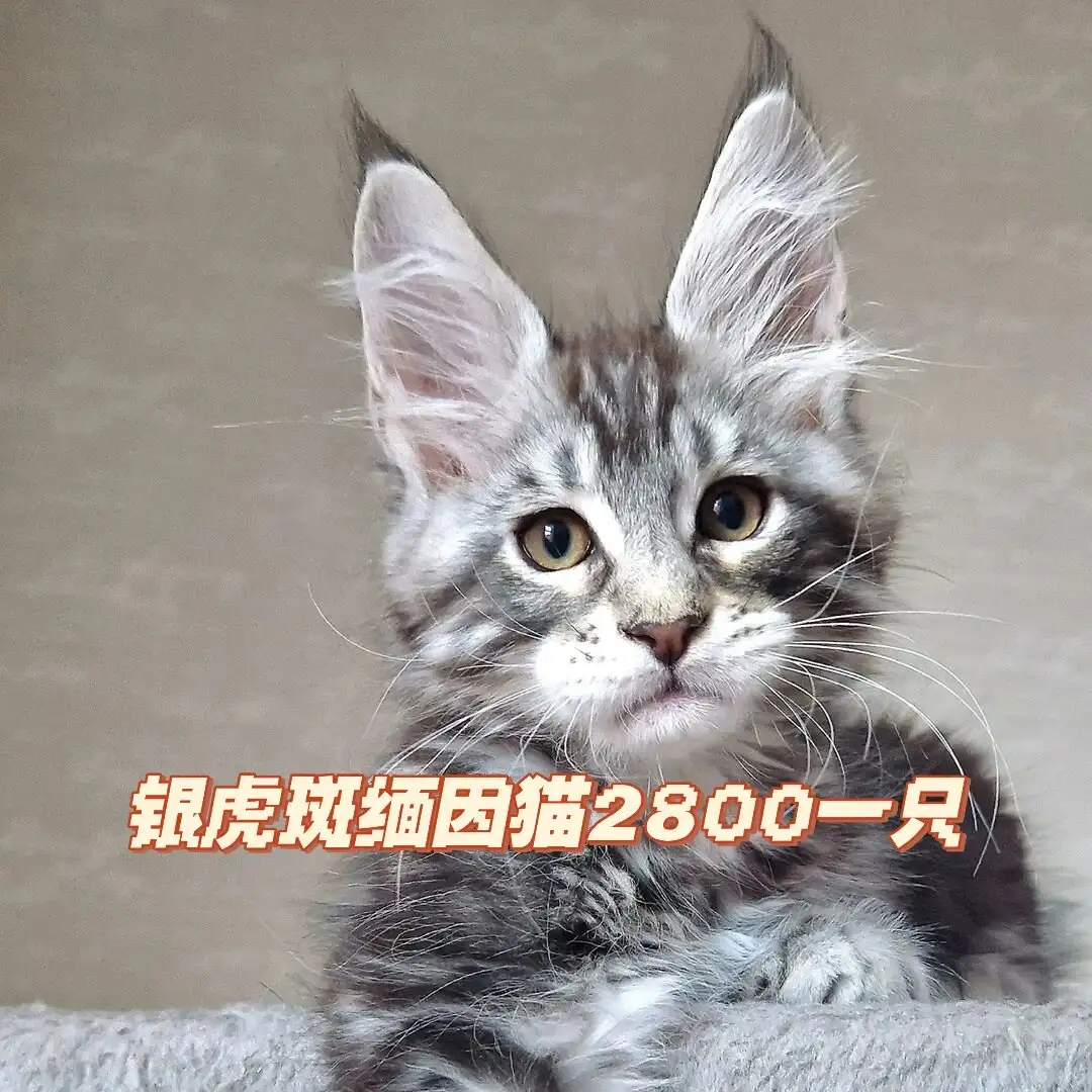 缅因猫报价多少一只(缅因猫为什么不建议养)