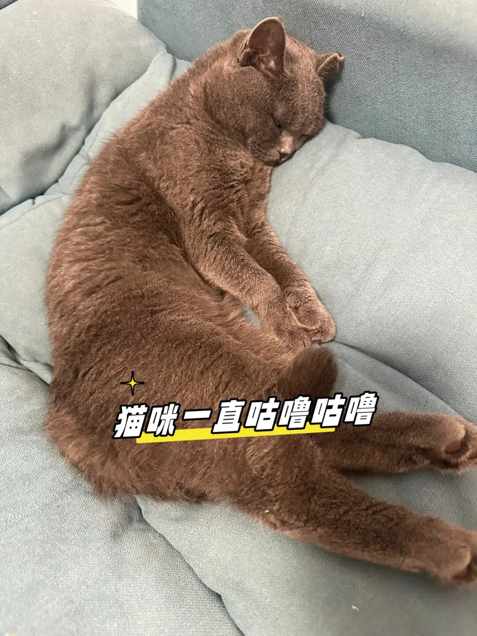 猫咪发出咕噜咕噜的声音是什么情况(猫咪发出咕噜咕噜的声音是什么情况?)