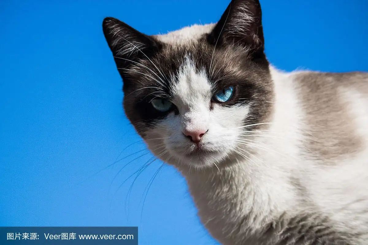 蓝色的猫都有什么品种(蓝色的猫是什么品种什么价格)