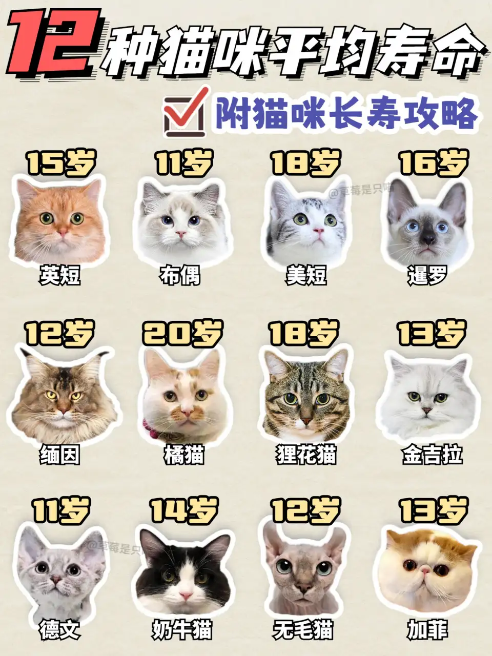 小猫的平均寿命(小猫的平均寿命是多少)