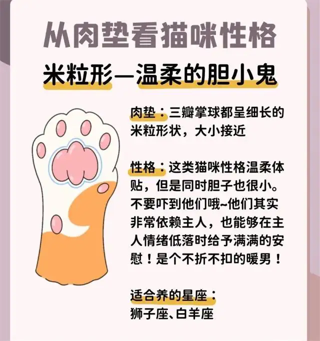 怎么看出猫喜不喜欢你(怎么看出猫喜不喜欢你的表现)