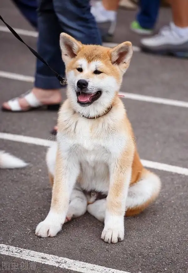 秋田犬大图(秋田犬价格一览表)