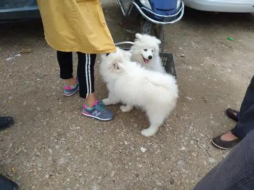 昆明萨摩耶犬多少钱一只(昆明萨摩耶犬多少钱一只幼犬)