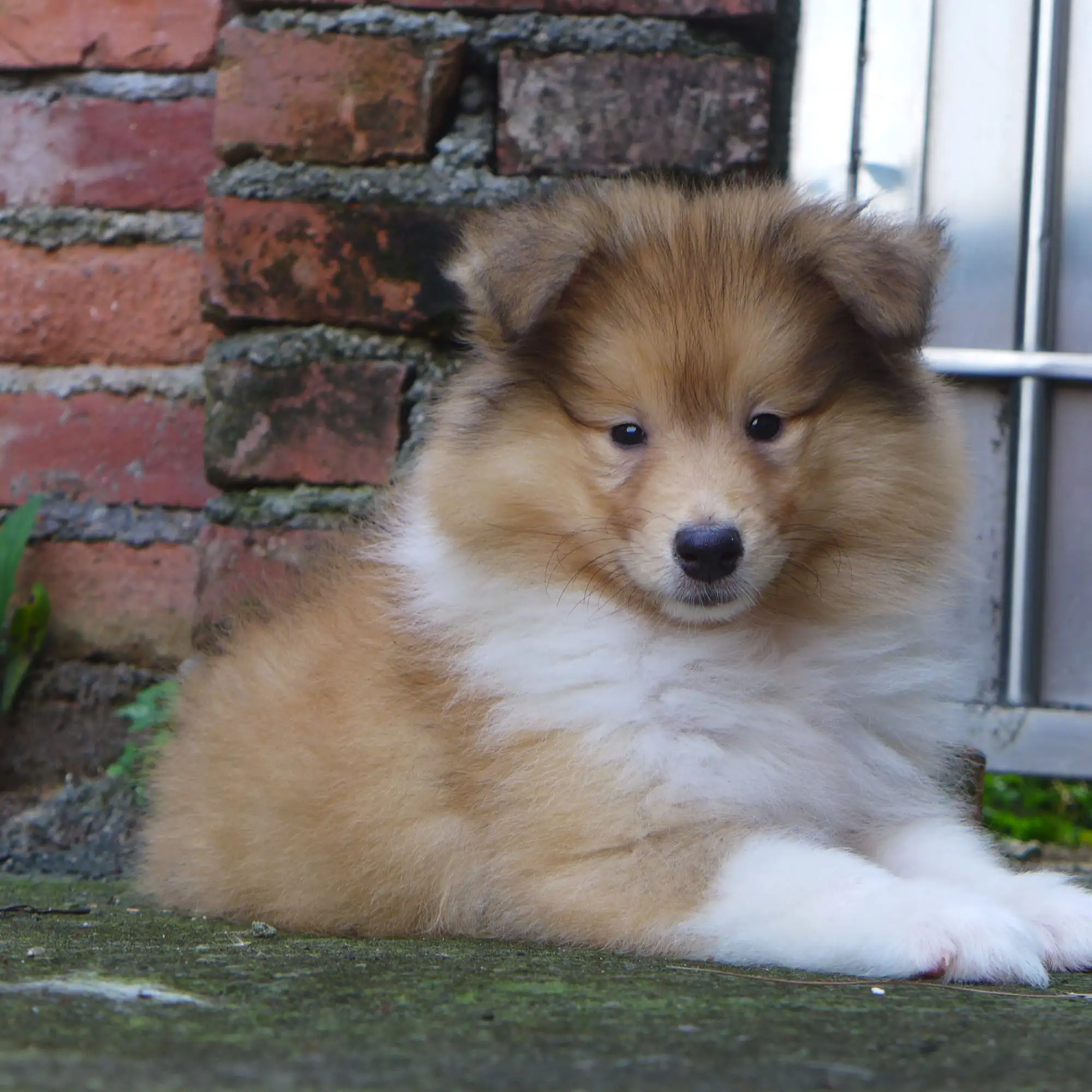 苏格兰牧羊犬能长多大(苏格兰牧羊犬的寿命大约几年)