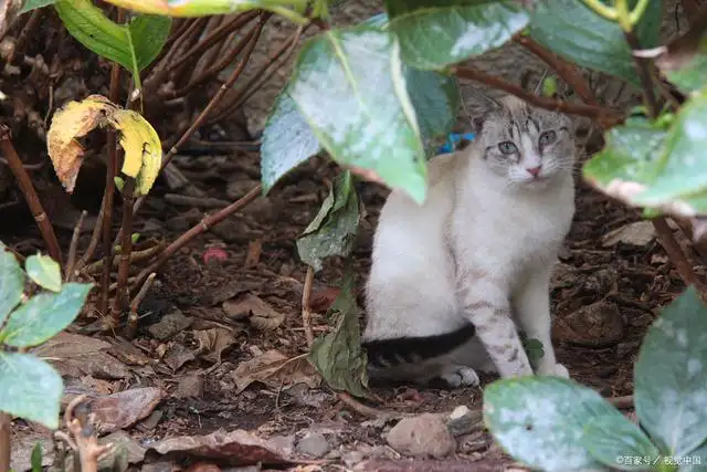 幼猫可以吃猫薄荷么(幼猫可以吃猫薄荷粉吗)