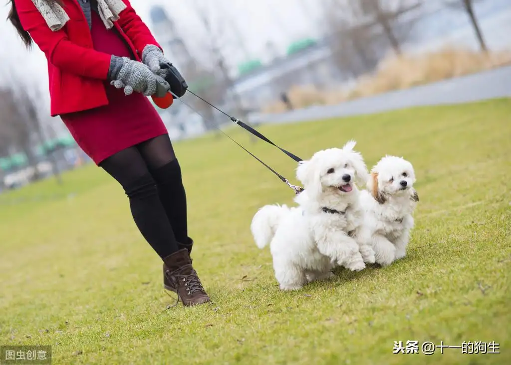 狗会影响怀孕吗(狗会影响怀孕吗女性)