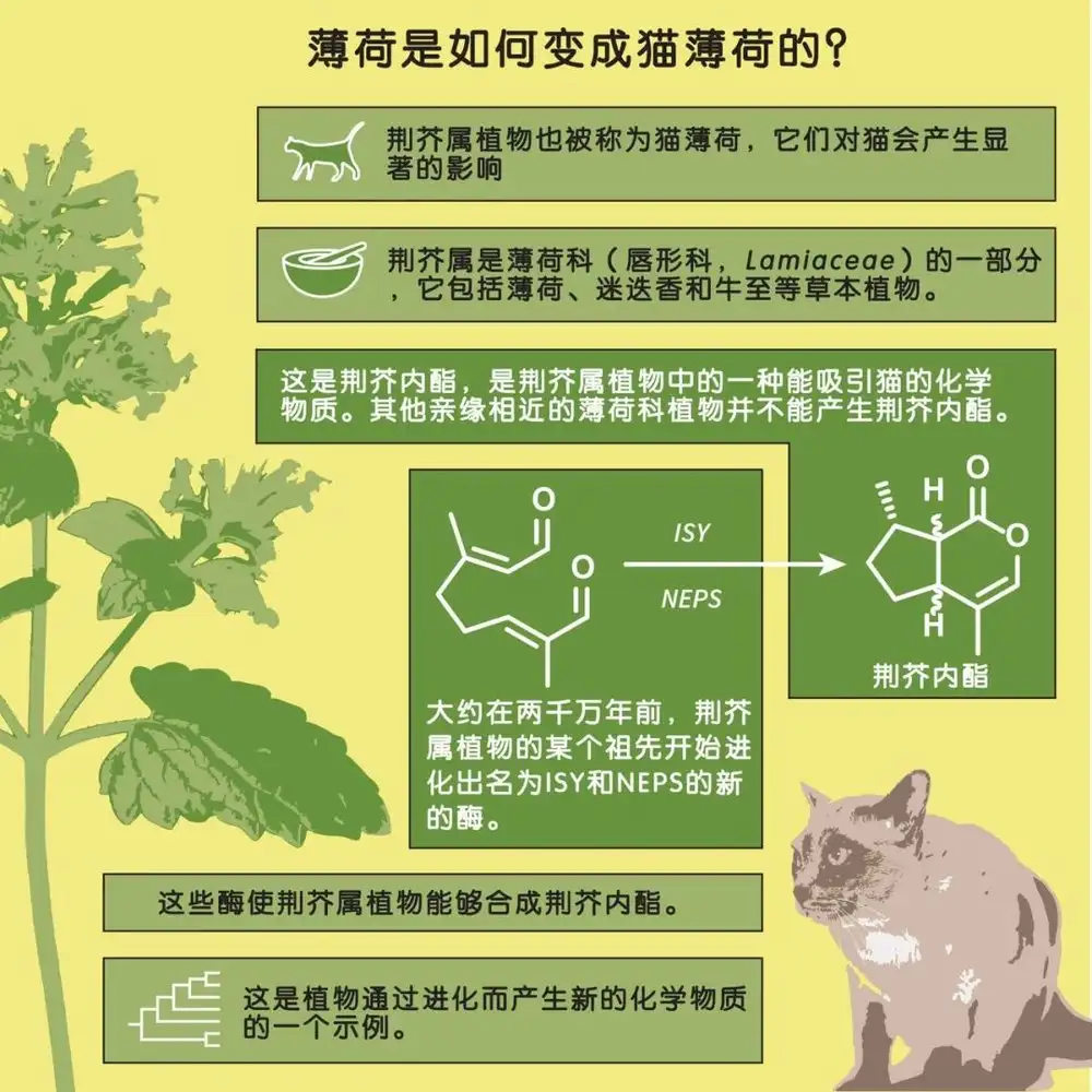 幼猫可以吃猫薄荷么(幼猫可以吃猫薄荷粉吗)