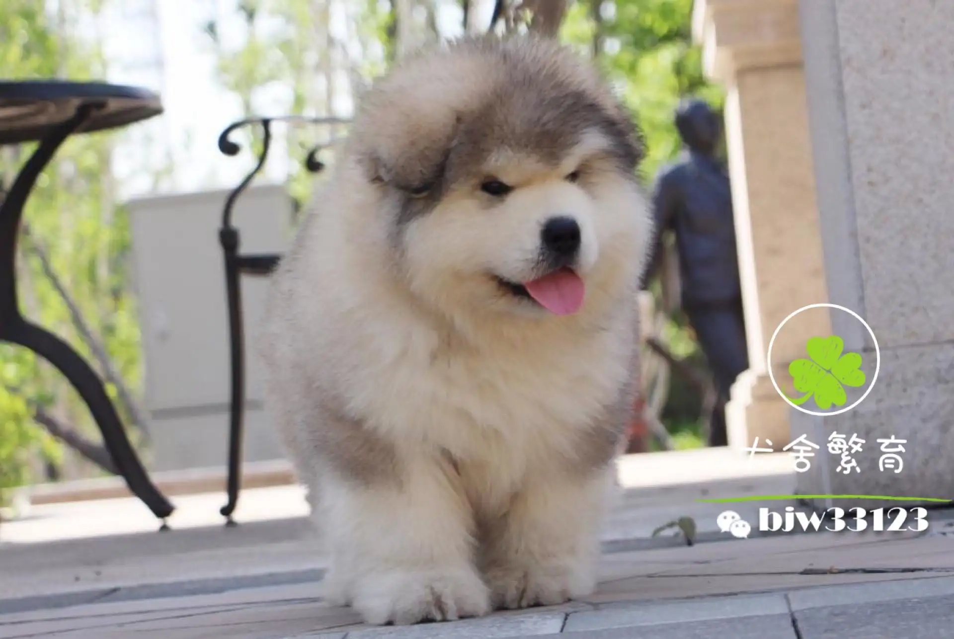 纯种阿拉斯加雪橇犬(阿拉斯加雪橇犬属于什么犬种)