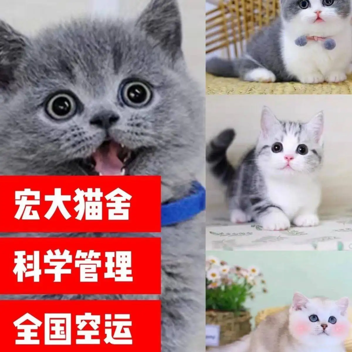 宠物猫蓝猫什么价格吗(蓝猫是宠物猫最便宜的吗)