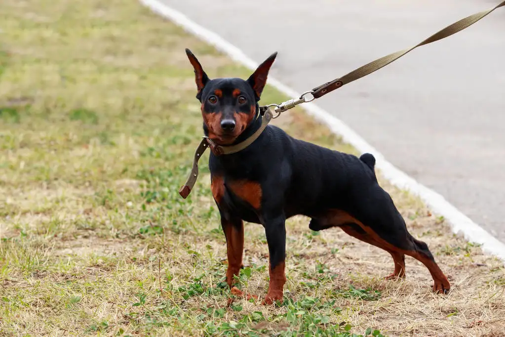 家养的小型犬(家养的小型犬有哪几种小狗)